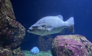 Oceanium