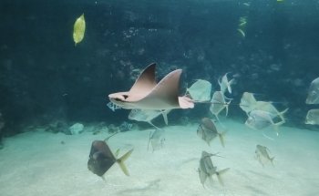 Oceanium