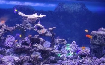 Oceanium