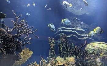 Oceanium