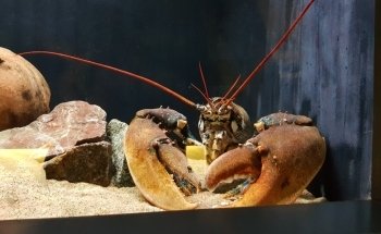 Sea Aquarium Bergen Aan Zee