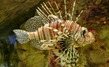Sea Aquarium Bergen Aan Zee