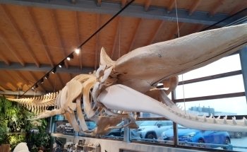 Sea Aquarium Bergen Aan Zee