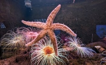 Sea Aquarium Bergen Aan Zee