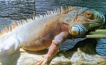 Sea Aquarium Bergen Aan Zee