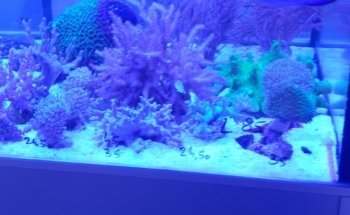 Aquarium House Romberg