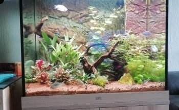 Aquarium House Romberg