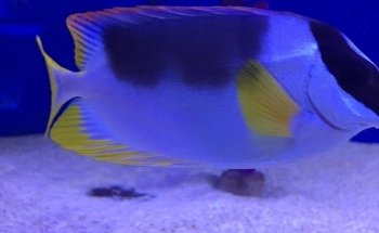 Aquarium House Romberg