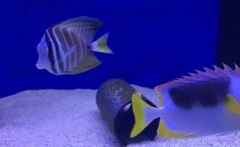 Aquarium House Romberg