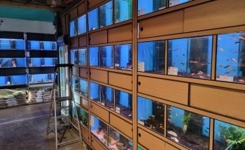 Koicompagnie | vijver- & aquariumvissen | aquarium & vijverbenodigdheden