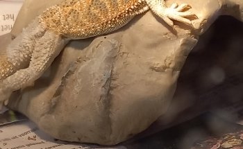 Koicompagnie | vijver- & aquariumvissen | aquarium & vijverbenodigdheden