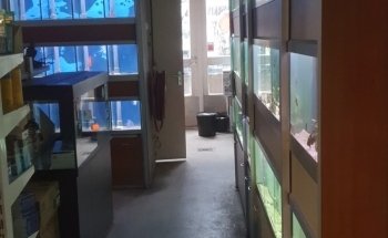 Koicompagnie | vijver- & aquariumvissen | aquarium & vijverbenodigdheden