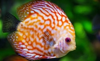 Koicompagnie | vijver- & aquariumvissen | aquarium & vijverbenodigdheden