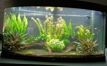 Koicompagnie | vijver- & aquariumvissen | aquarium & vijverbenodigdheden