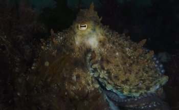 Buceocostalugo