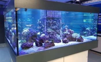Aquarium Coenen B.V.