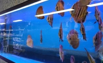 Aquarium en vijverspeciaalzaak Brouwers