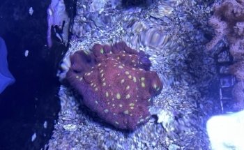 Aquarium en vijverspeciaalzaak Brouwers