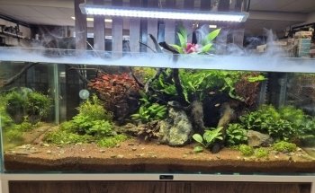 Aquarium en vijverspeciaalzaak Brouwers