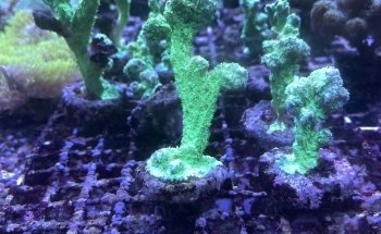 Aquarium en vijverspeciaalzaak Brouwers