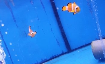 Aquarium en vijverspeciaalzaak Brouwers