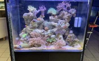 Aquarium en vijverspeciaalzaak Brouwers