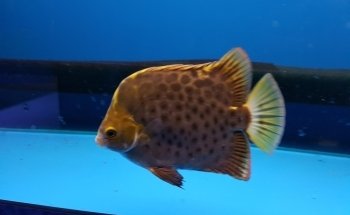 Aquarium en vijverspeciaalzaak Brouwers