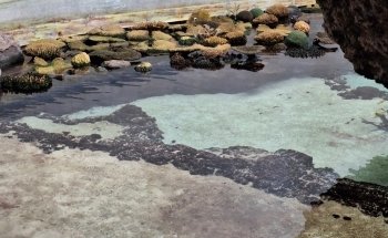 Burgers' Ocean
