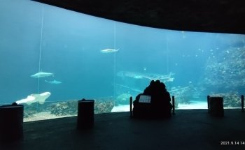 Burgers' Ocean