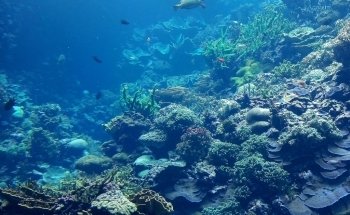 Burgers' Ocean