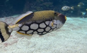 Burgers' Ocean