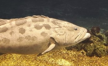 Burgers' Ocean