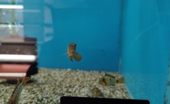 Aquariumspeciaalzaak Aquariumgek