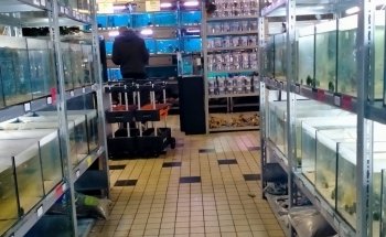 Aquariumspeciaalzaak Aquariumgek