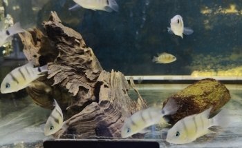 Aquariumspeciaalzaak Aquariumgek