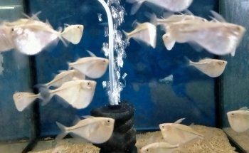 Aquariumspeciaalzaak Aquariumgek
