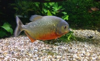 Aqua Zoo Leerdam