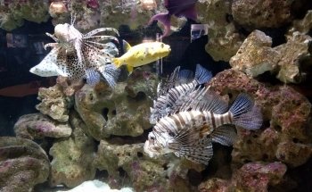 Aqua Zoo Leerdam