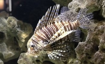Aqua Zoo Leerdam