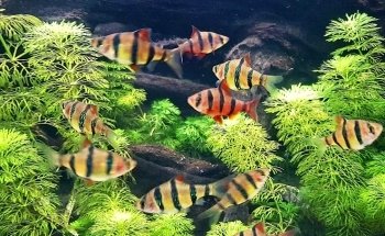 Aqua Zoo Leerdam