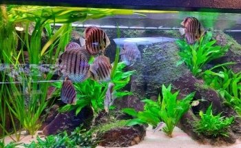 Aqua Zoo Leerdam
