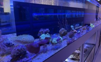 Verloop Aquariumspeciaalzaak