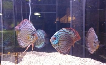 Verloop Aquariumspeciaalzaak