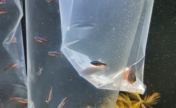 DISCUS van de Weerd Veenendaal