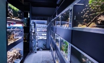 VKC (Van Keulen cichlid)