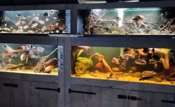 VKC (Van Keulen cichlid)