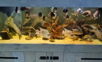 VKC (Van Keulen cichlid)