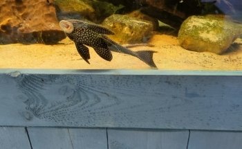 VKC (Van Keulen cichlid)