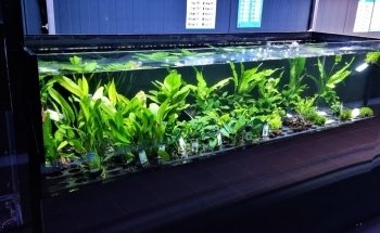 Aquadeco