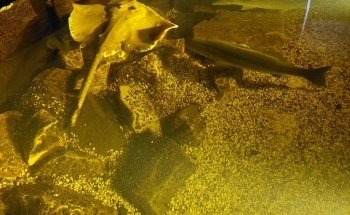 Sintrum foar Natuer en Lânskip